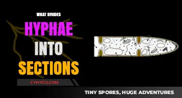 Unveiling the Mysteries: What Divides Hyphae into Sections?