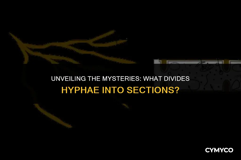 what divides hyphae into sections