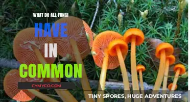 Unveiling the Shared Secrets of the Fungal Kingdom
