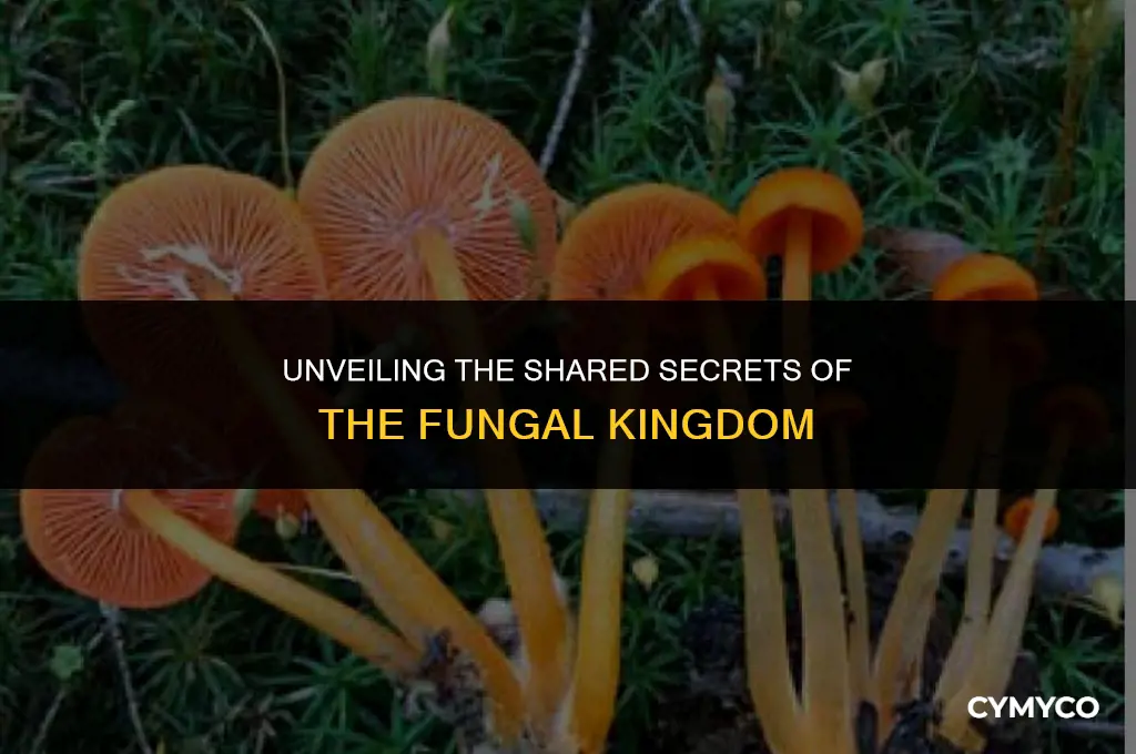 what do all fungi have in common