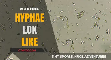 Exploring the Intricate World of Budding Hyphae: A Visual Guide