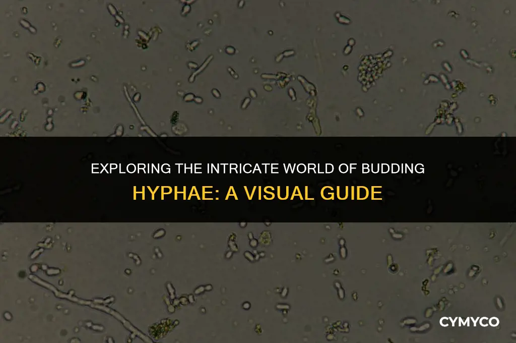 what do budding hyphae lok like