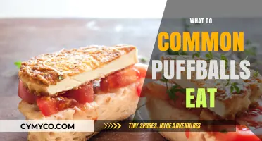 Decoding the Diet: What Do Common Puffballs Feast On?