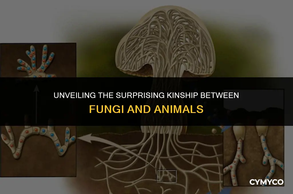 what do fungi have in common with animals