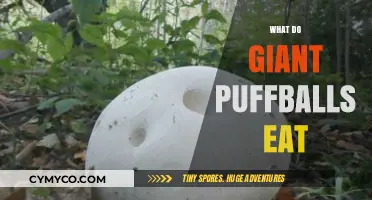 Diet of the Giants: Unveiling the Culinary Secrets of Puffballs