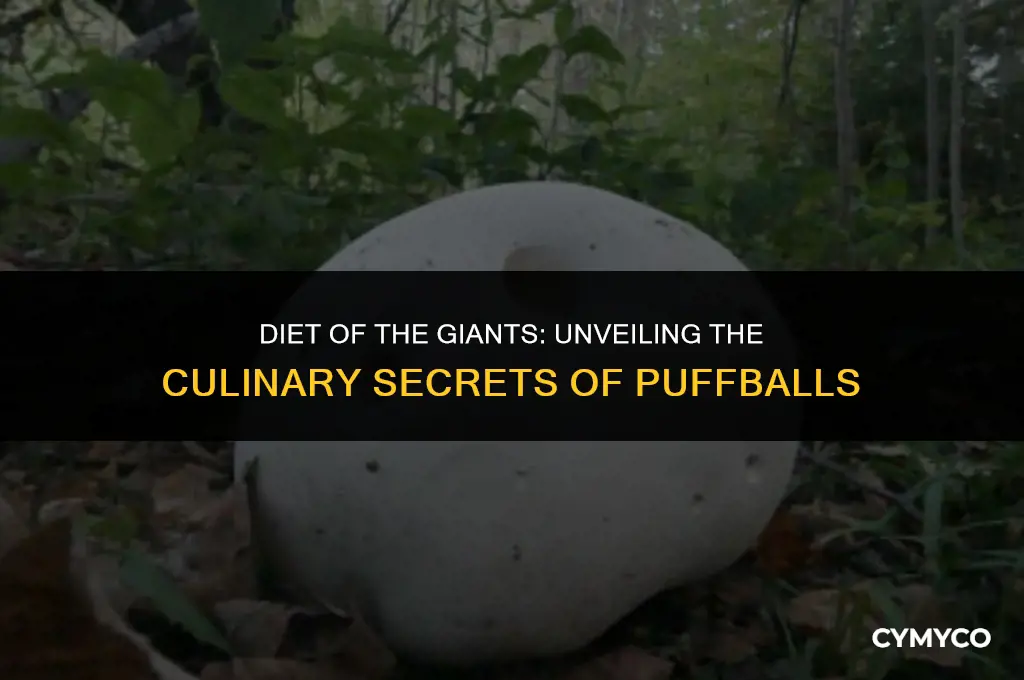 what do giant puffballs eat