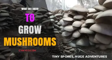 From Spores to Harvest: A Beginner's Guide to Growing Mushrooms