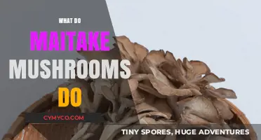 Exploring the Health Benefits of Maitake Mushrooms