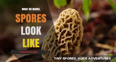 Exploring Morel Spores: Visual Guide to Their Unique Appearance
