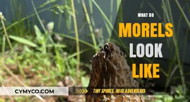 Exploring the Unique Appearance of Morels: A Visual Guide