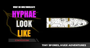 Exploring the Fascinating World of Multinucleate Hyphae: A Visual Guide