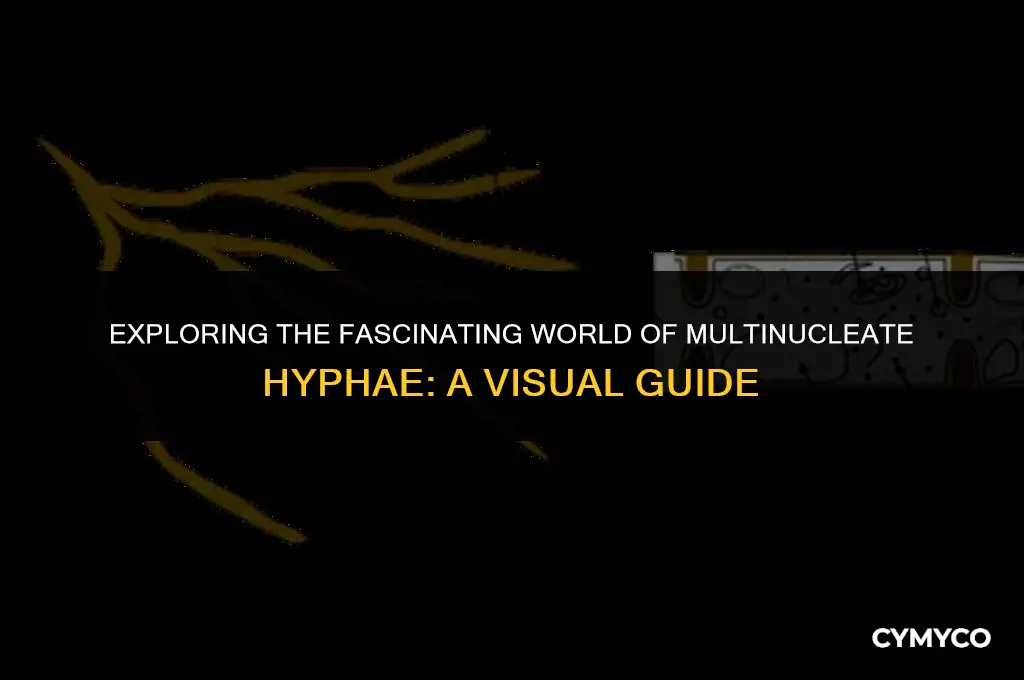 what do multinucleate hyphae look like
