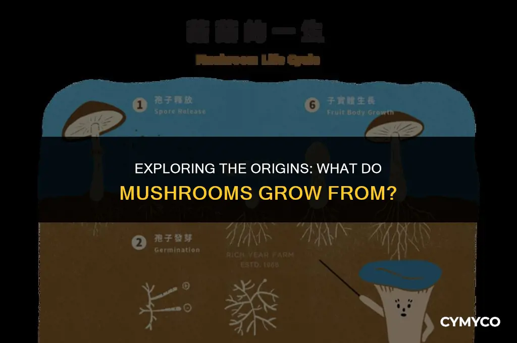 what do mushrooms grow from