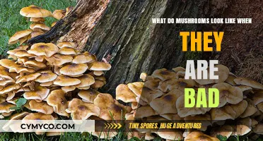 Identifying Spoiled Mushrooms: A Visual Guide to Decay