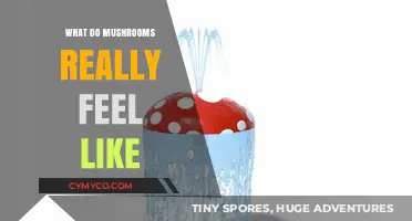 Exploring the Enigmatic Sensations of Mushrooms: A Deep Dive