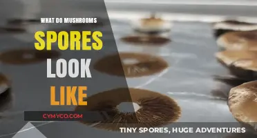 Exploring the Microscopic World: What Do Mushroom Spores Look Like?