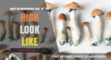 Exploring the Visual Guide to Psychoactive Mushrooms