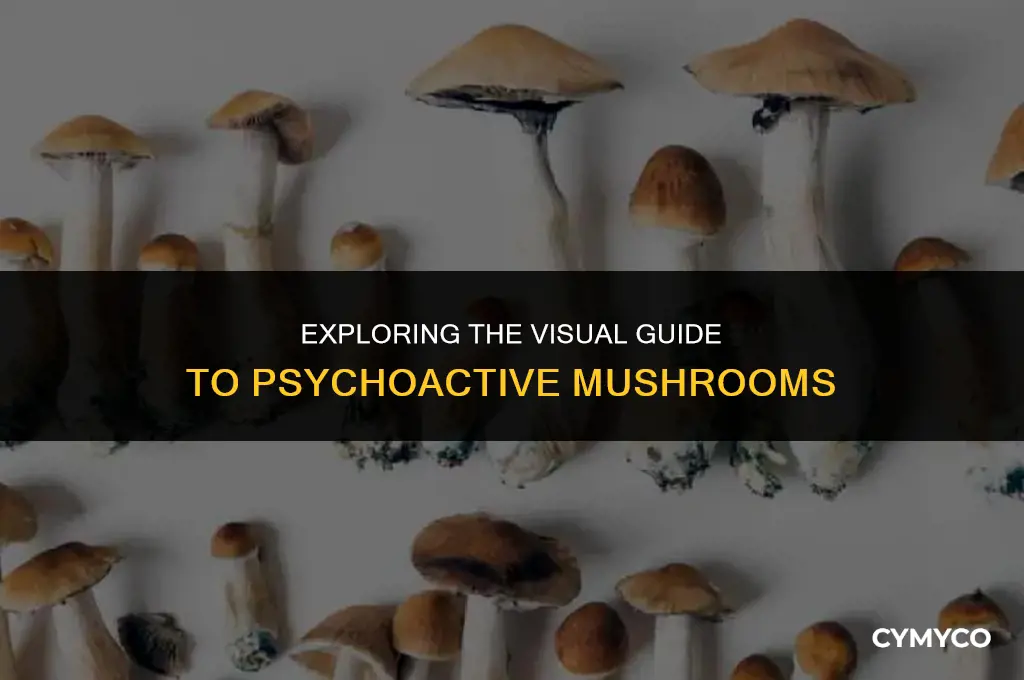 what do mushrooms that get you high look like