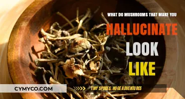 Exploring the Psychedelic Realm: A Visual Guide to Hallucinogenic Mushrooms