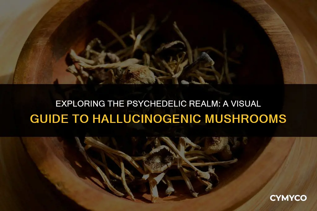 what do mushrooms that make you hallucinate look like