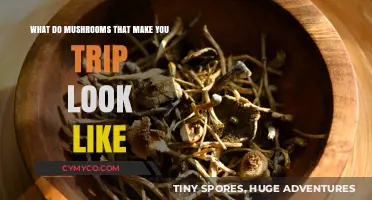 Exploring the Visual Realm of Psychedelic Mushrooms: A Guide