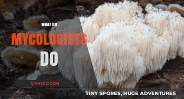 Exploring the Fascinating World of Mycologists: Their Roles and Contributions