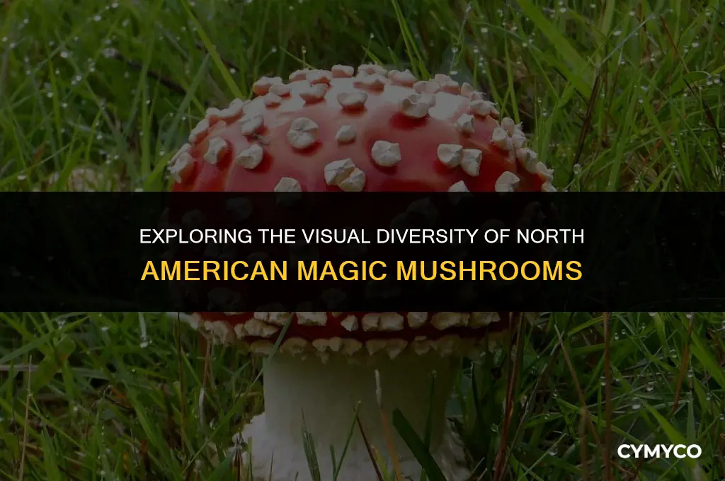 what do north american magic mushrooms look like