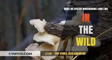 Exploring Nature's Bounty: A Guide to Identifying Wild Oyster Mushrooms