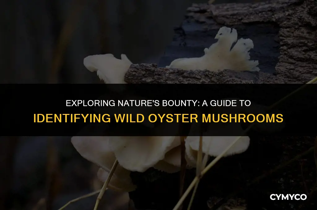 what do oyster mushrooms look like in the wild