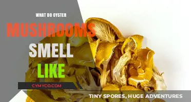 Exploring the Aromatic World of Oyster Mushrooms: A Sensory Delight