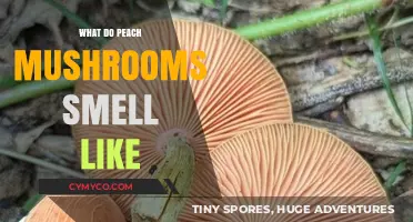Exploring the Fragrant World of Peach Mushrooms: A Sensory Delight