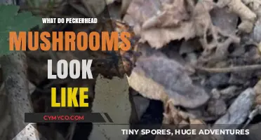 Exploring the Unique Appearance of Peckerhead Mushrooms