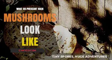 Exploring the Unique Appearance of Pheasant Back Mushrooms