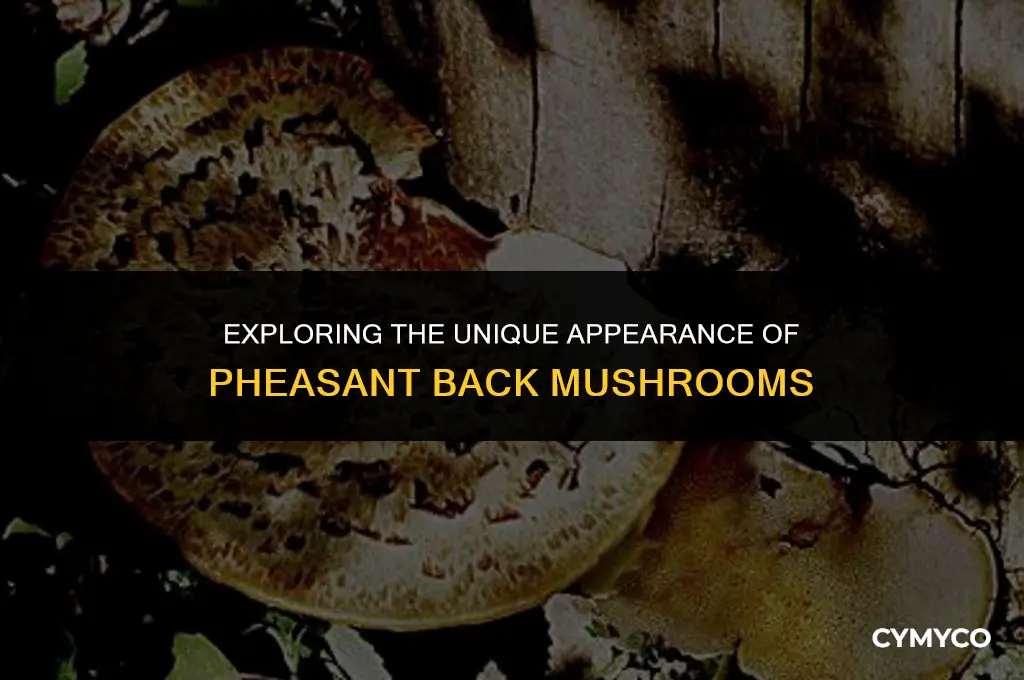 what do pheasant back mushrooms look like