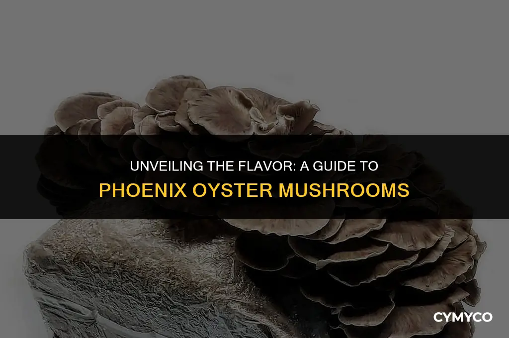 what do phoenix oyster mushrooms taste like