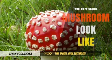 Exploring the Visual Realm of Psychedelic Mushrooms: A Beginner's Guide