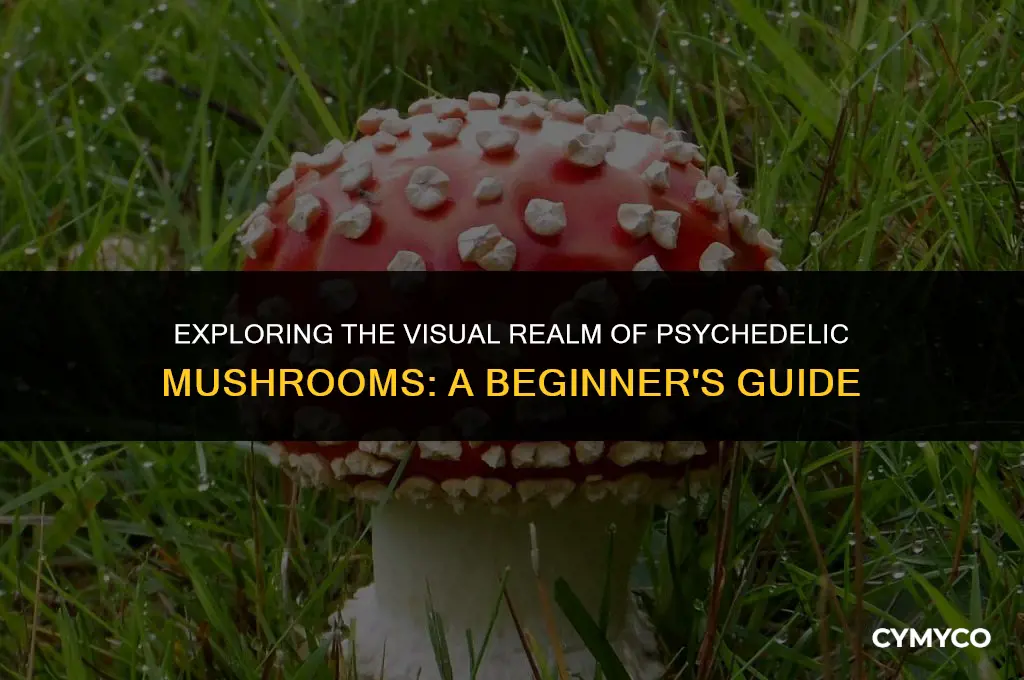 what do phycadelic mushrooms look like