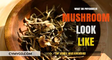 Exploring the Visual Realm of Psychedelic Mushrooms: A Beginner's Guide
