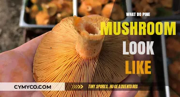 Exploring the Unique Appearance of Pine Mushrooms in Nature