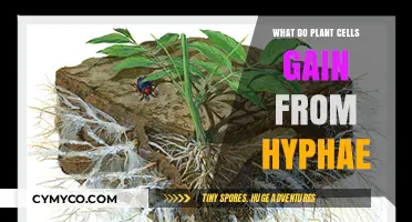 Unlocking the Benefits: How Plant Cells Thrive with Hyphae