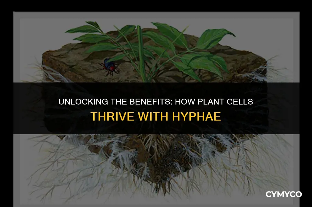 what do plant cells gain from hyphae