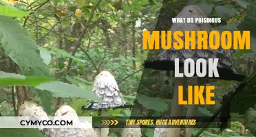 Identifying Poisonous Mushrooms: A Visual Guide to Toxic Fungi