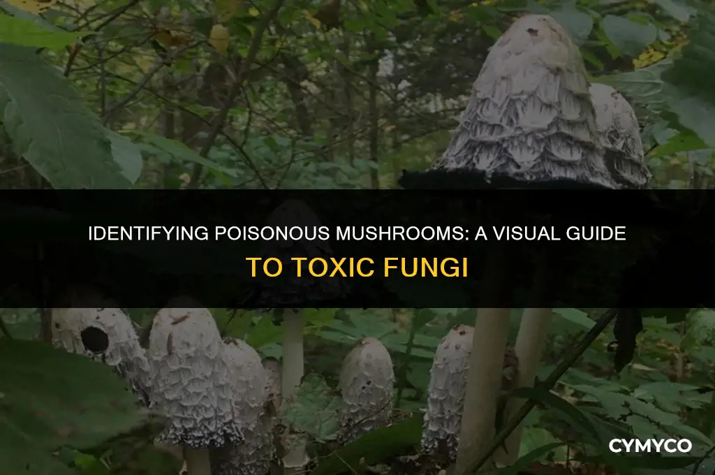 what do poisinous mushrooms look like