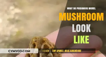 Identifying Poisonous Morel Mushrooms: A Visual Guide