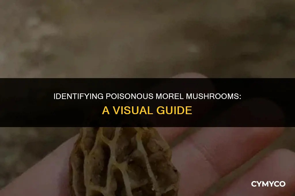 what do poisonous morel mushrooms look like