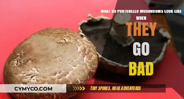 Spoiled Portobello Mushrooms: A Guide to Recognizing Bad Ones