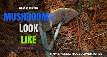 Exploring the Visual Realm of Psilocybin Mushrooms: A Comprehensive Guide