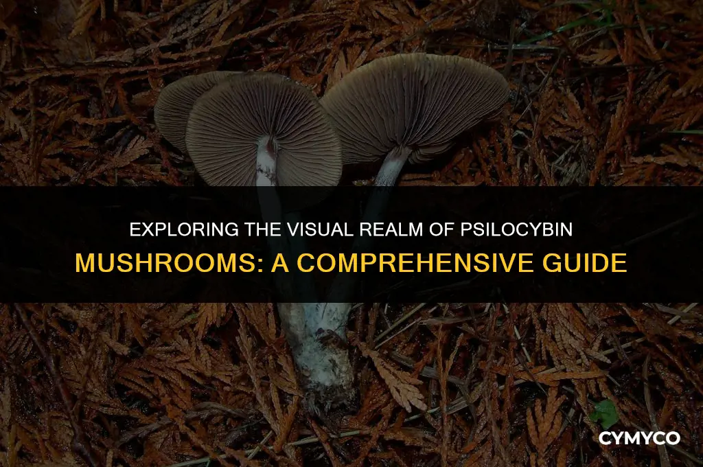 what do psicybin mushrooms look like