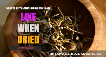 Exploring the Appearance of Dried Psychedelic Mushrooms