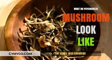 Exploring the Visual Realm: What Psychedelic Mushrooms Look Like